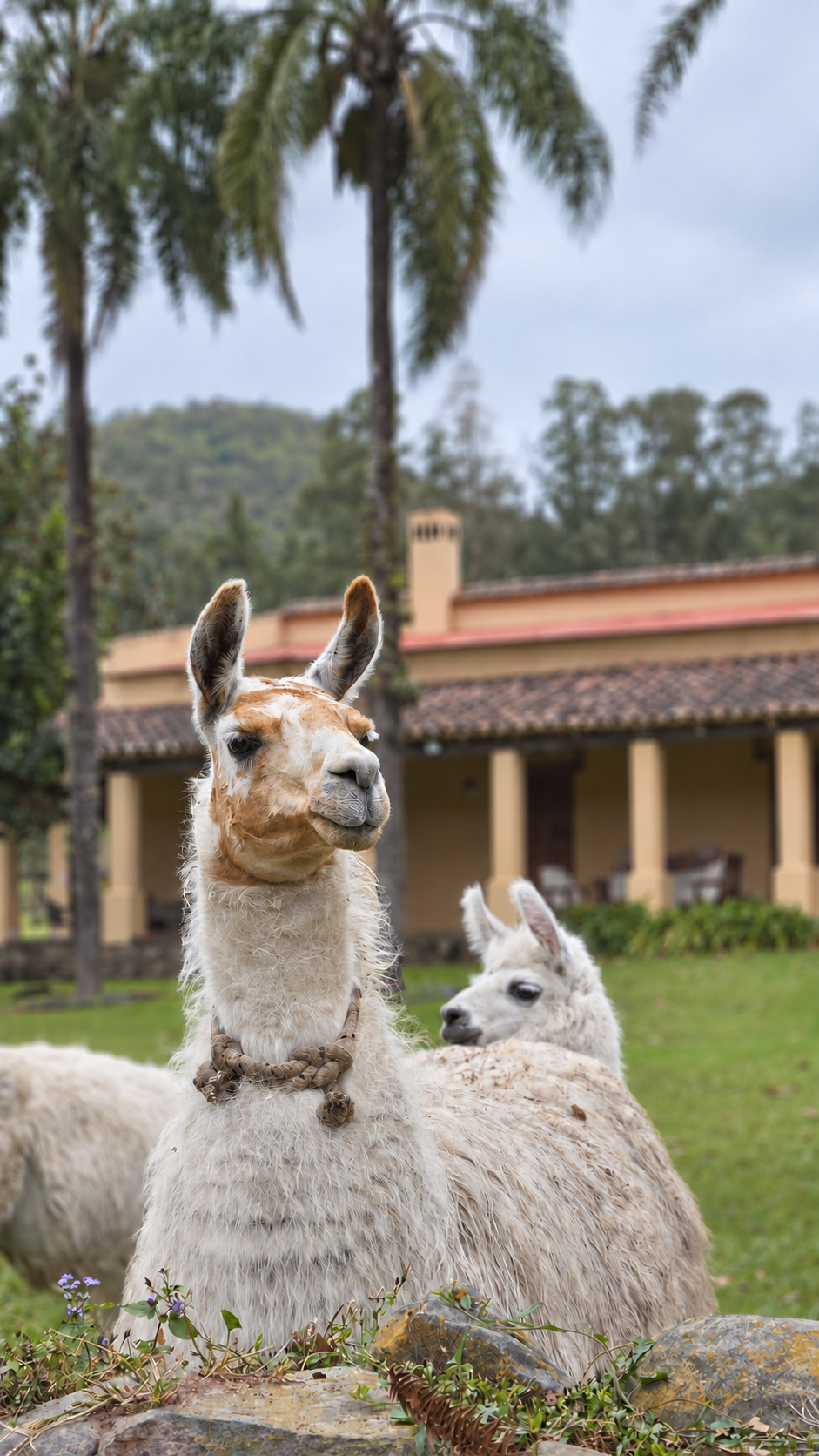 Dos llamas delante de la casa de La Sala